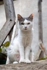 White rescue cat portrait in a yard. Close up shot, cat looking into the camera, daytime, no people