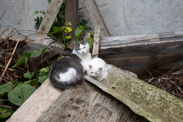 White stray cat and her young kitten sitting in a yard on a pile of rubble. Close up shot, day time, no people © Octavian