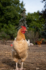 Single rooster in a country house yard, no people