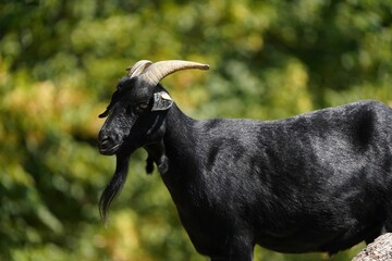 Closeup shot of a black goat in the nature