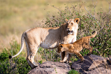 Lioness and Cubs