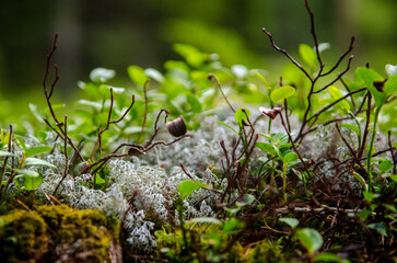 Fairytale forest macro picture with a dry black tiny plant branches, green moss, gray lichen, in forest with blurred background