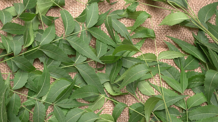 Neem leaves used as ayurvedic medicine with ground neem paste and juice Used in skin care, beauty...