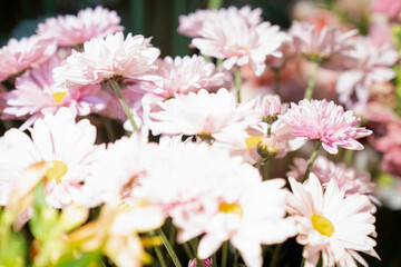 High key photo of flowers as found in garden