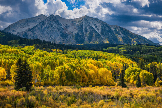 Beautiful Autumn Color in the Colorado Rocky Mountains. Backlit aspen trees with East Beckwith mountain backdrop. Kebler Pass near Crested Butte, Colorado.