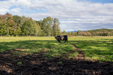 Obraz premium Autumn Landscape near lake