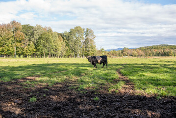Obraz premium Autumn Landscape near lake