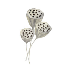 Lotus seeds. Watercolor Illustration With A Dry Lotus Seed Head. Water Lily. Autumn Illustration Isolated on White Background.