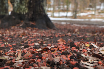 Obraz premium Walnuts in forest. Closeup acorn oak tree on autumn background. Early autumn beginning of oak fruit falling to ground in natural oak forests. Brown nuts for baking coffee cake, North African oak.
