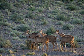 Greater kudu or kudoo (Tragelaphus strepsiceros) herd. Karoo Beaufort West, Western Cape, South Africa