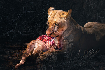 lioness eating a freshly hunted oryx antelope