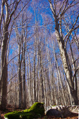 Forest in autumn with bare trees