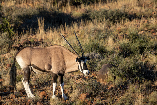 Gemsbok or South African oryx (Oryx gazella). Karoo, Beaufort West, Western Cape, South Africa
