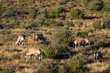 Naklejka na ściany i meble Gemsbok or South African oryx (Oryx gazella). Karoo, Beaufort West, Western Cape, South Africa