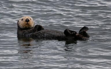 Sea otter lying on its back in the sea close to Adak islands