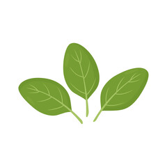 Green spinach leaves isolated on white background. Leafy greens. Vector illustration in flat style.