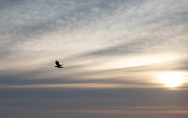 Fototapeta na wymiar silhouette of a seagull during sunrise