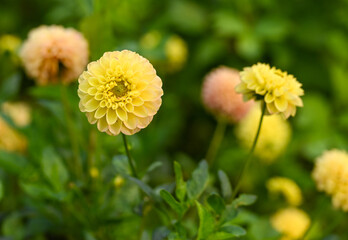 Beautiful close-up of a dahlia