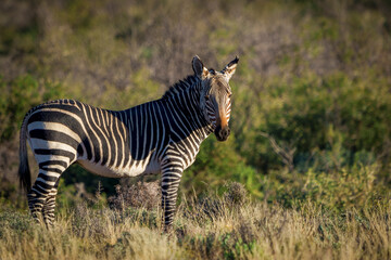 Cape mountain zebra (Equus zebra zebra). Karoo, Beaufort West, Western Cape, South Africa