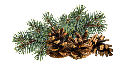 Cone and branch of fir-tree on a white background