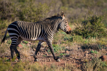 Cape mountain zebra (Equus zebra zebra). Karoo, Beaufort West, Western Cape, South Africa - obrazy, fototapety, plakaty