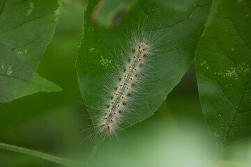 A fall webworm moth caterpillar on a leaf.