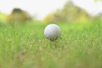 A white golf ball is placed on cream tee on a green lawn (pegs ready to play) with blurred green background. People around the world play golf game during the holidays for health and recreation.
