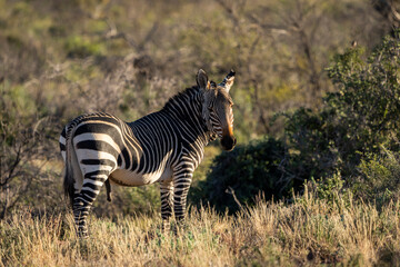 Fototapeta na wymiar Cape mountain zebra (Equus zebra zebra). Karoo, Beaufort West, Western Cape, South Africa
