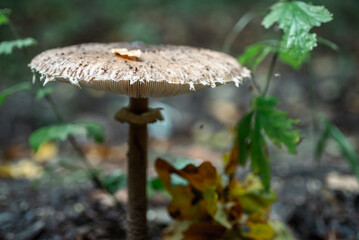 Parasol mushroom in the forest or garden