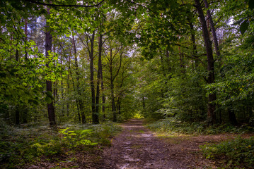 Fototapeta na wymiar Path in the European forest landscape