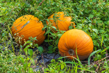 Reife K&uuml;rbisse auf dem Feld im Herbst