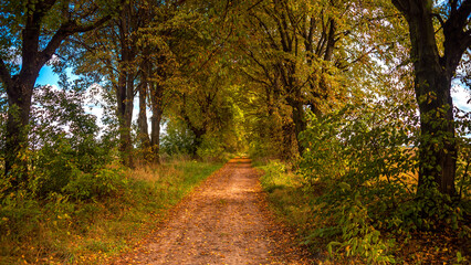 Alley of trees along the country road