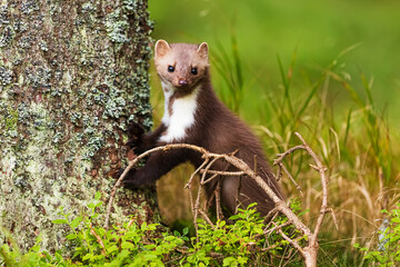 female beech marten (Martes foina), also known as the stone marten is at the base of a tree