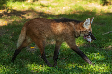 maned wolf ( Chrysocyon brachyurus) photographed close up © michal
