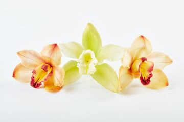 Fototapeta na wymiar Cymbidium orchid flower on white background