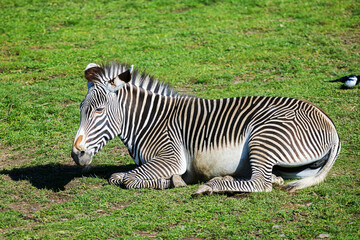 Fototapeta na wymiar Grévy's zebra (Equus grevyi) resting in the grass
