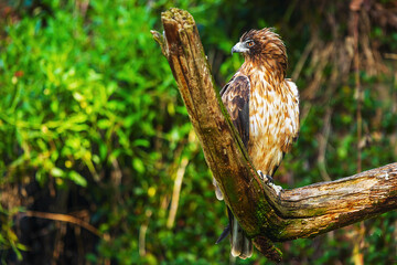 male black kite (Milvus migrans) sitting on a rotting branch