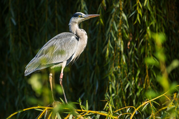 grey heron (Ardea cinerea) standing in the branches of a willow tree