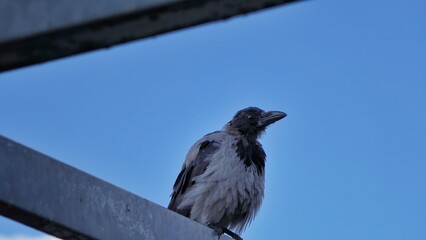 crow on the roof