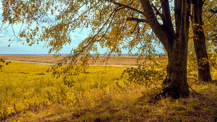 Fototapeta na wymiar Autumn rural landscape with a tree