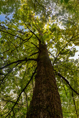 Trunk of a tree in the park (bottom view)