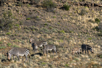 Fototapeta na wymiar Cape mountain zebra (Equus zebra zebra). Karoo, Beaufort West, Western Cape, South Africa