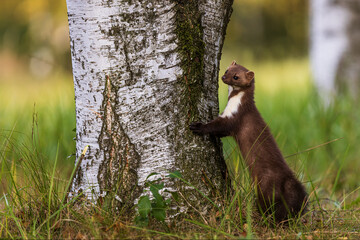 female beech marten (Martes foina), also known as the stone marten leaning on a tree