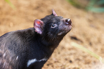 male Tasmanian devil (Sarcophilus harrisii) interesting predatory animal