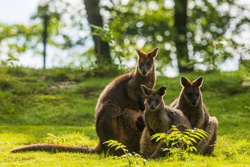 The swamp wallaby (Wallabia bicolor) is a small macropod marsupial a group of three sitting in the opposite light - obrazy, fototapety, plakaty