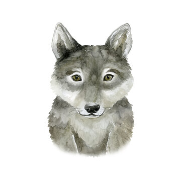 Watercolor Wolf. Forest Animal illustration.