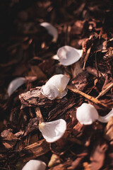 mushroom on the ground
