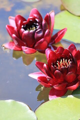 Two maroon water lilies