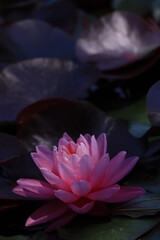 Pink water lily