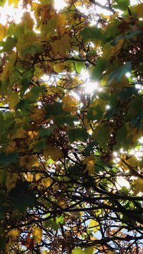 Sun light through sycamore autumn leaves